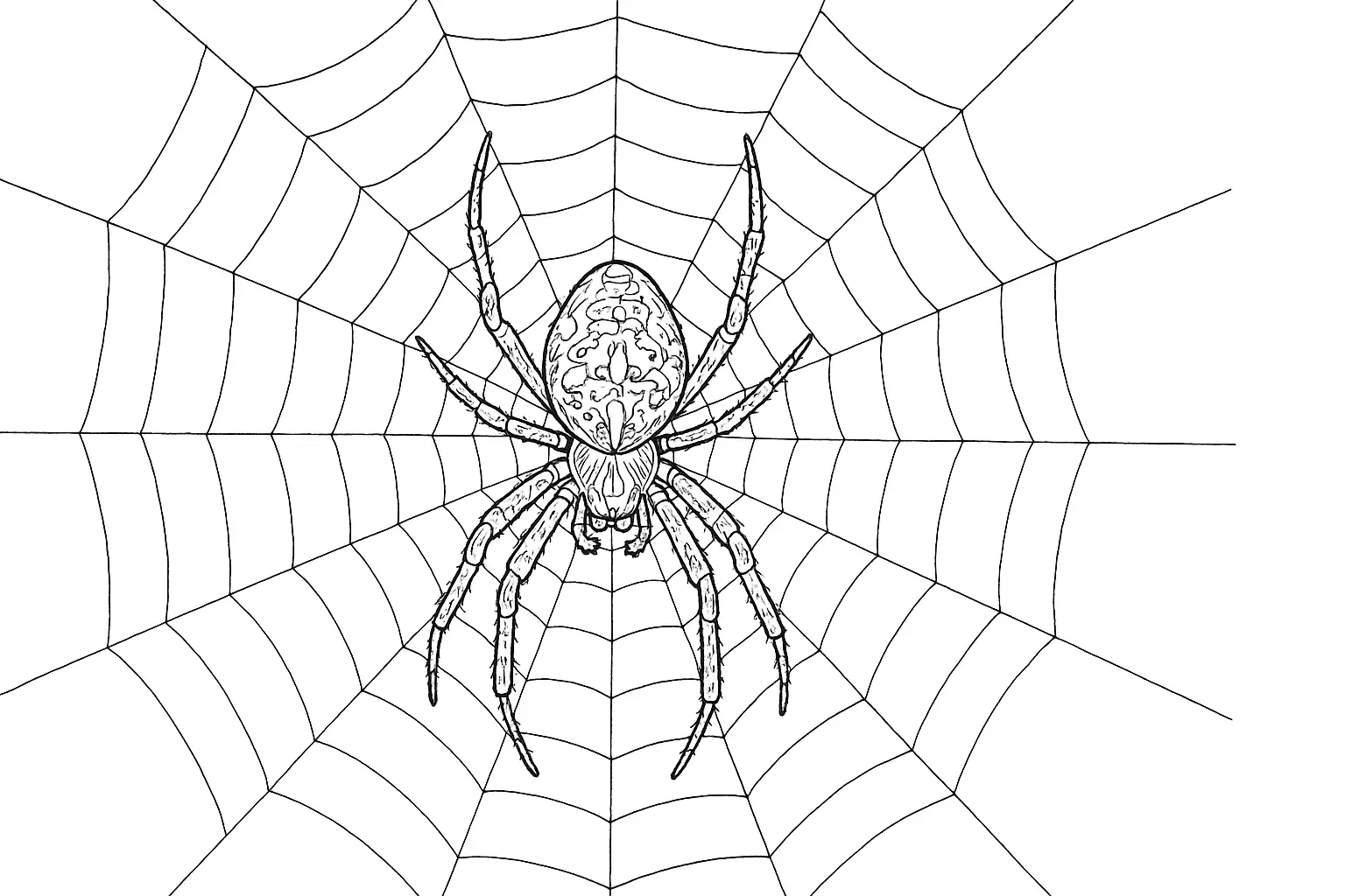 Cross Spider in Web: Coloring Page with Pattern